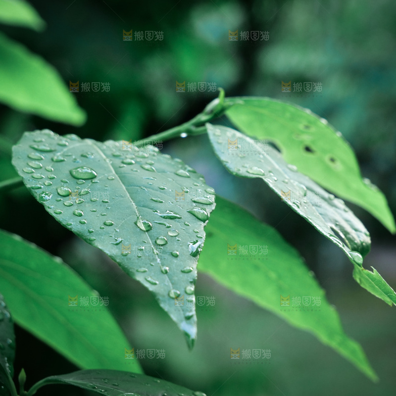 绿叶露水