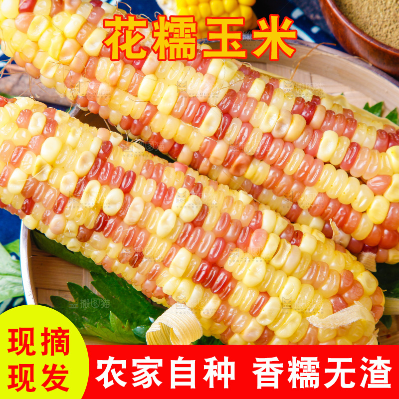 花糯玉米