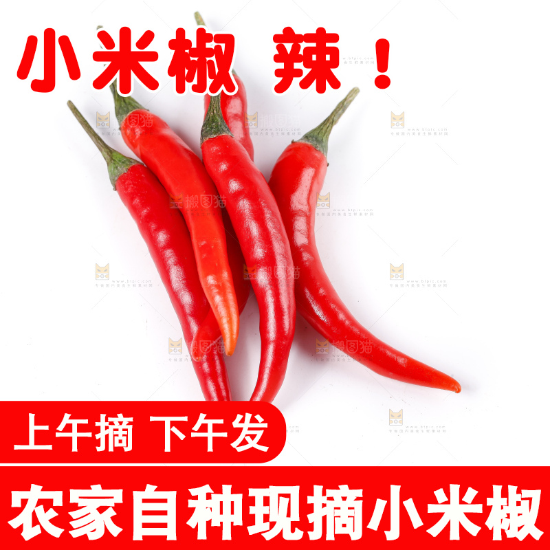 小米椒