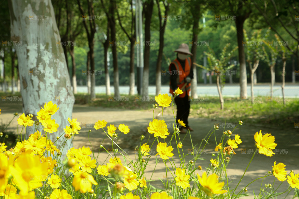 小黄花