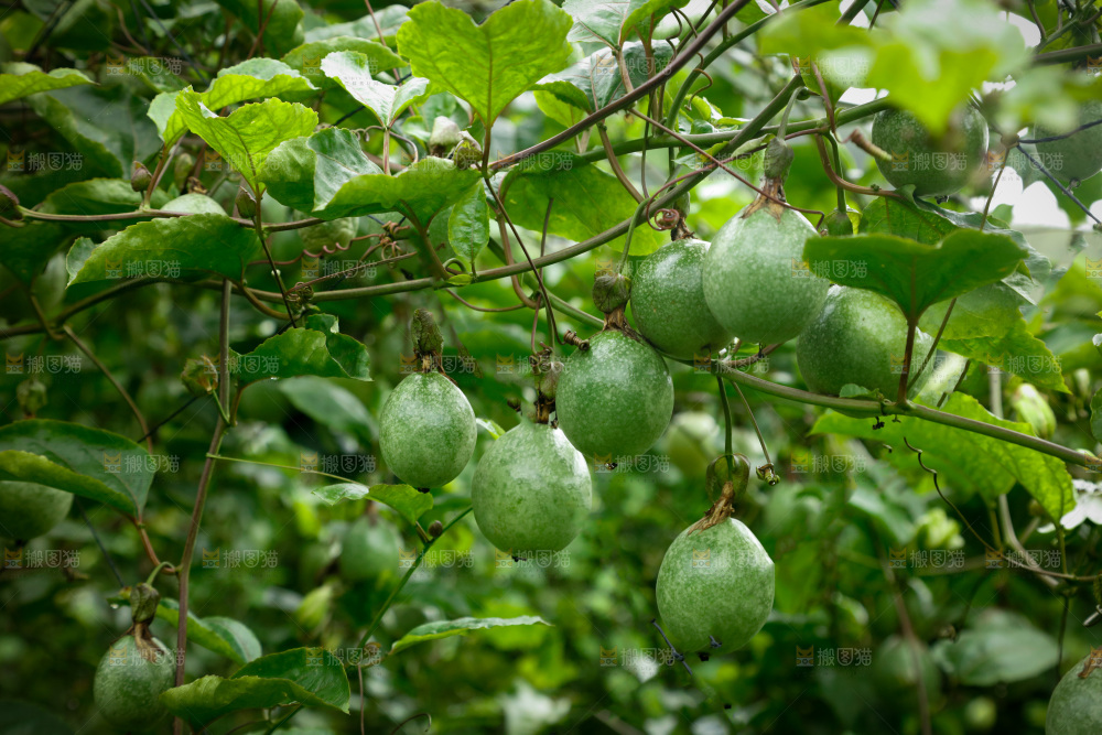 百香果产地