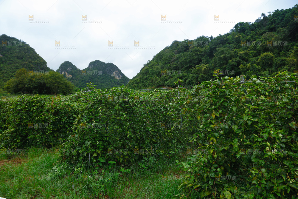 百香果产地