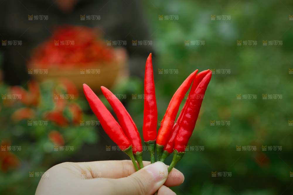 小米辣采摘