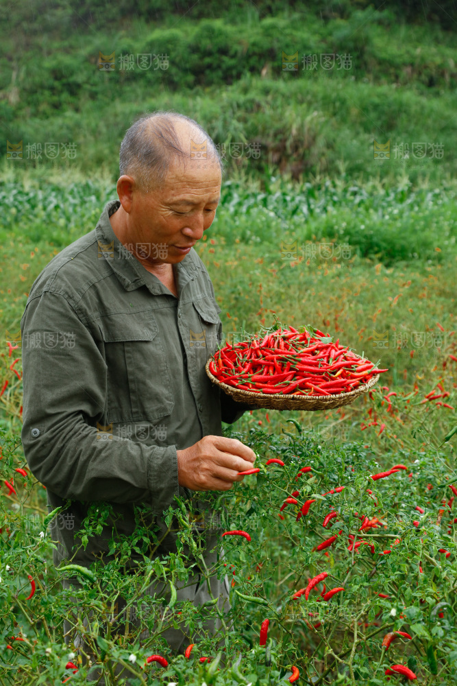 小米辣采摘