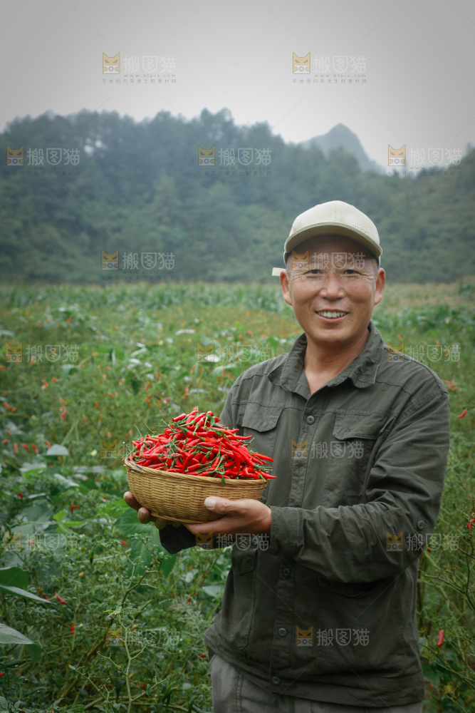 小米辣采摘