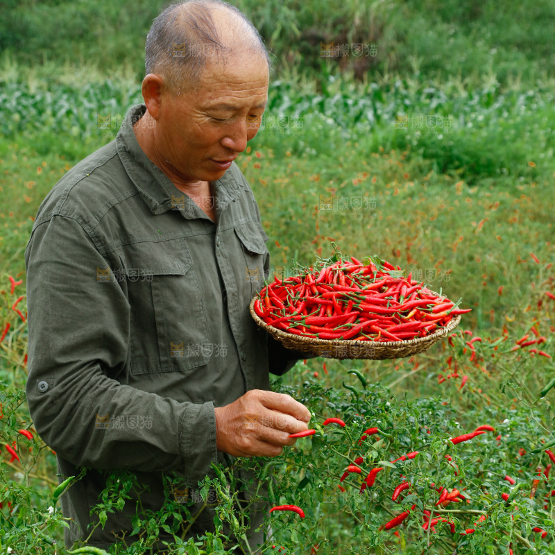 小米辣采摘