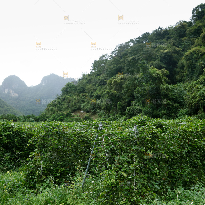 百香果产地