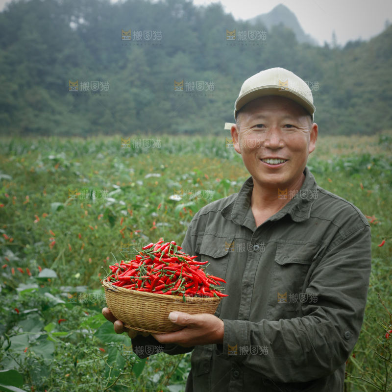 小米辣采摘