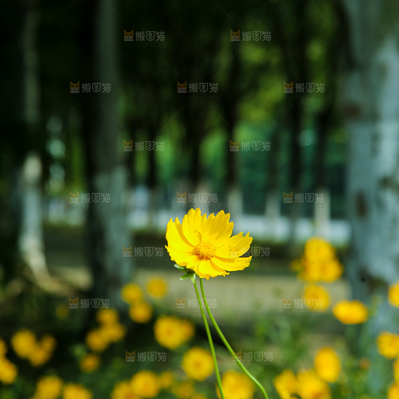 小黄花