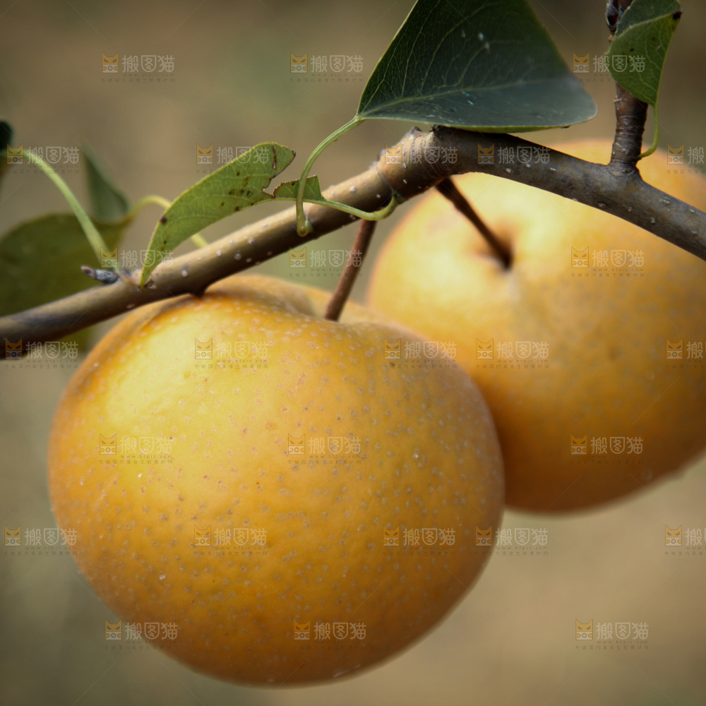 梨树