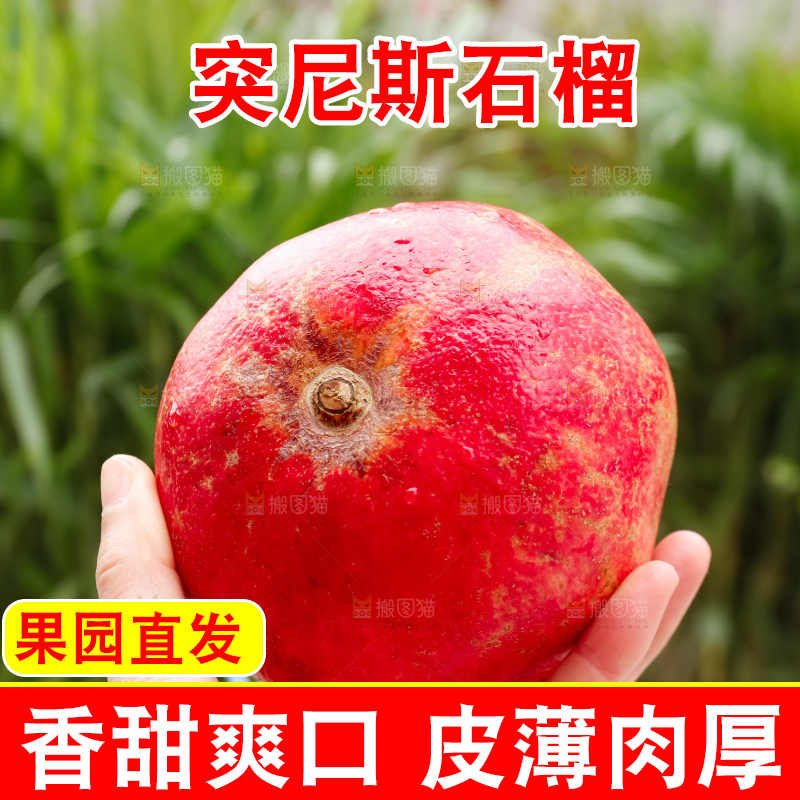 软籽石榴