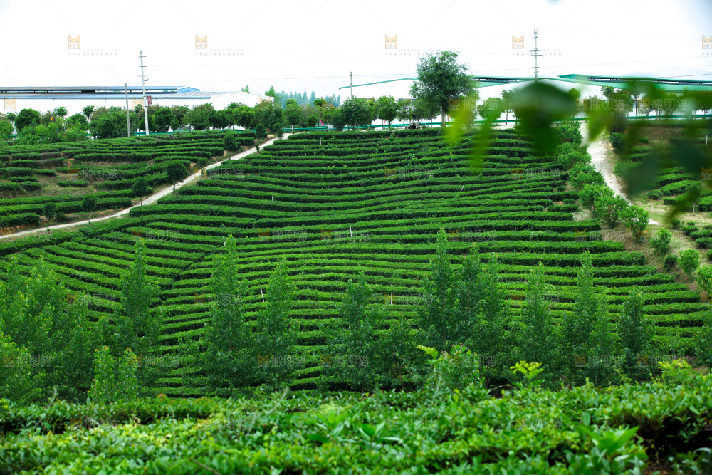 茶山
