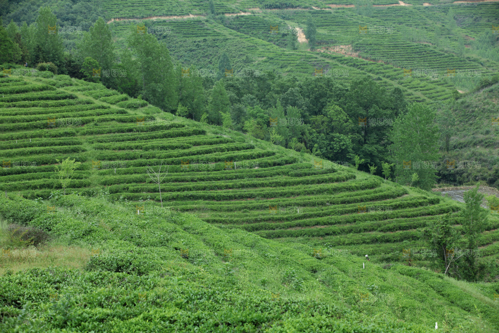 茶山
