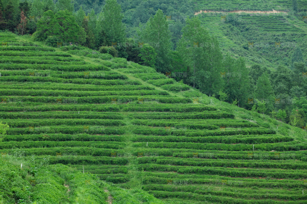 茶山