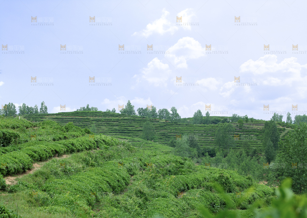 茶山