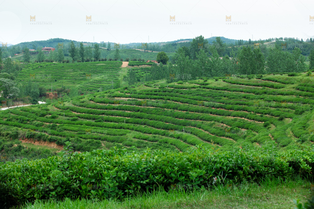 茶山