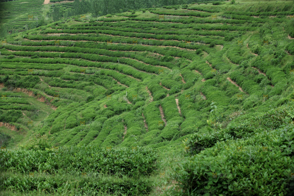茶山
