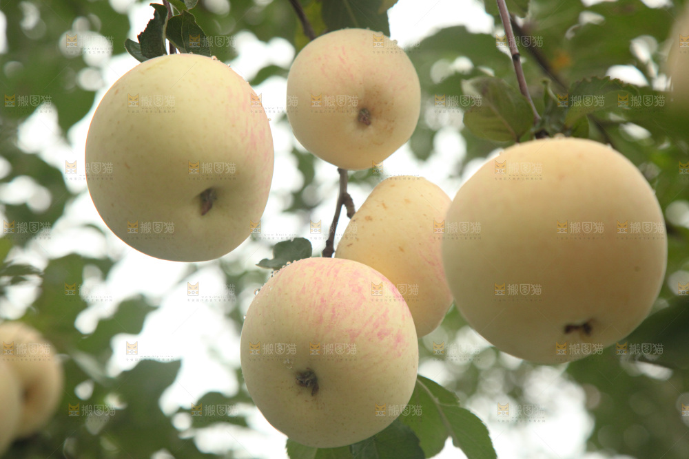 苹果树