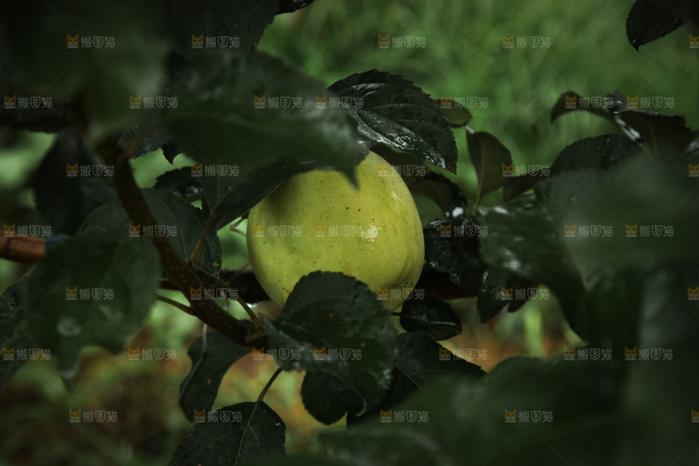 苹果树