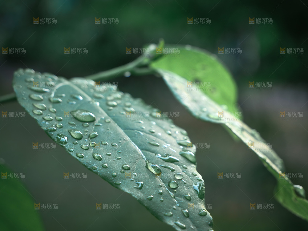 绿植露珠