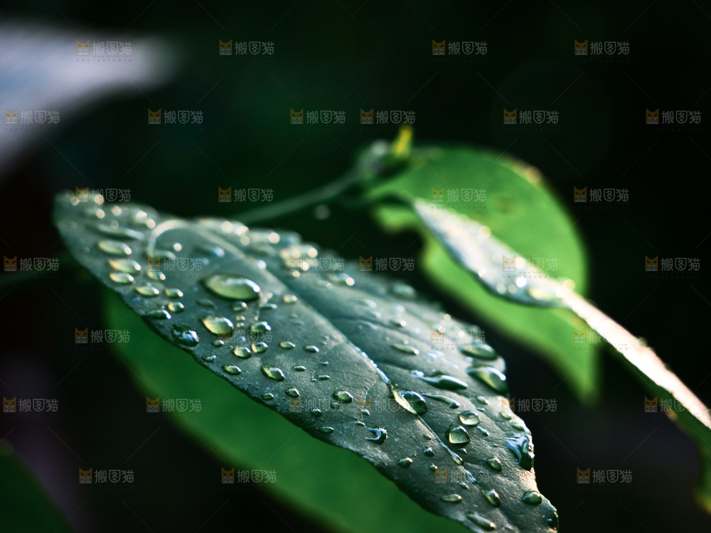 绿植露珠