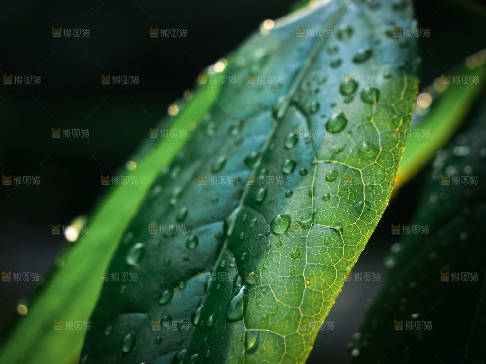 绿植露珠