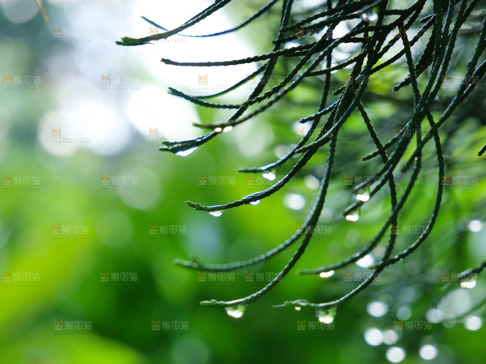松树枝 雨后
