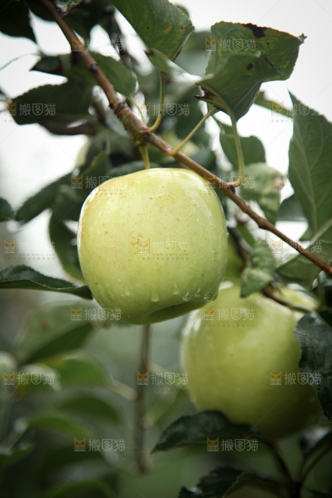 苹果树