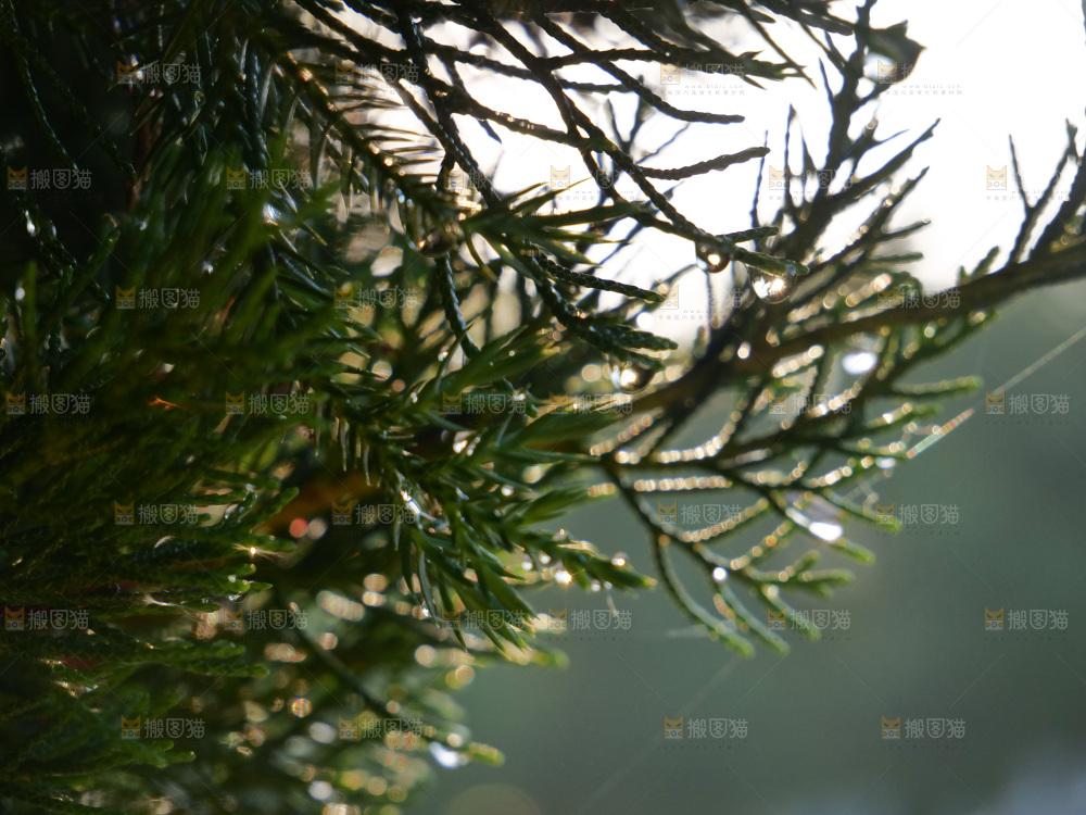 松树枝 雨后