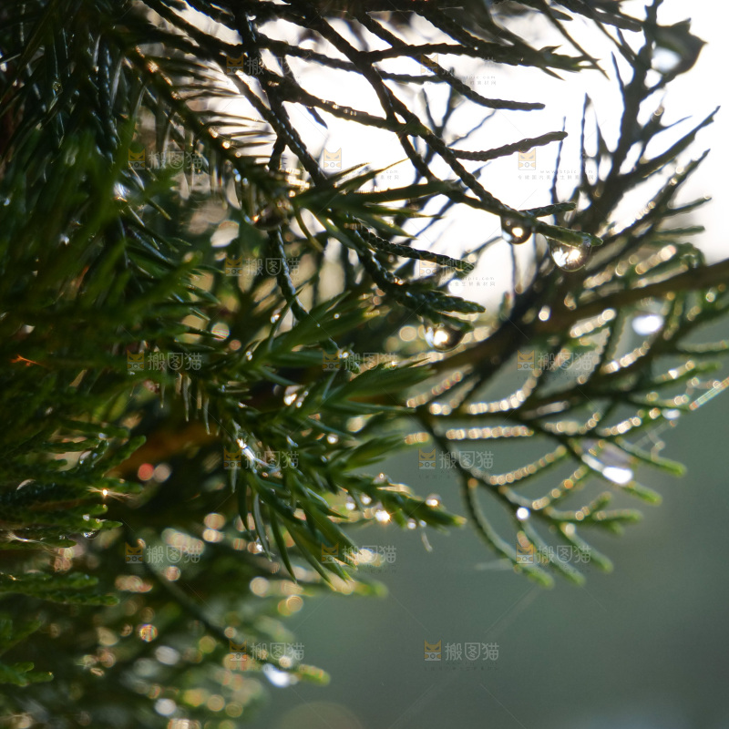 松树枝 雨后