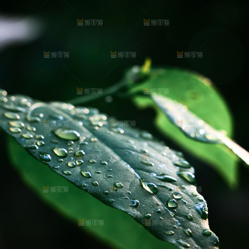 绿植露珠