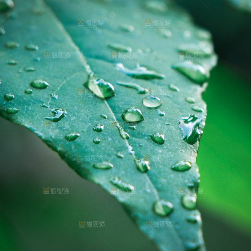 绿植露珠