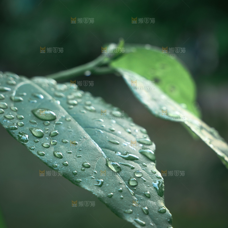 绿植露珠