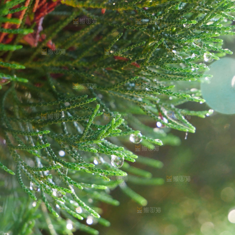 松树枝 雨后