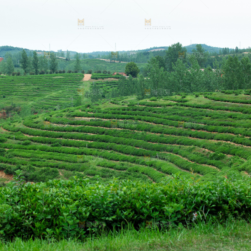 茶山