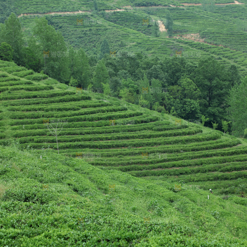 茶山
