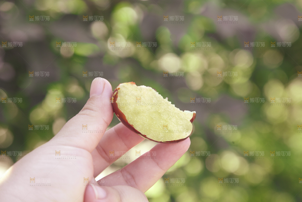 灵武长枣