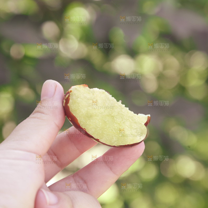 灵武长枣