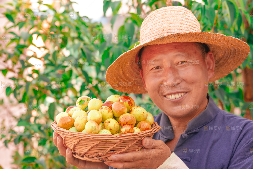 大荔冬枣