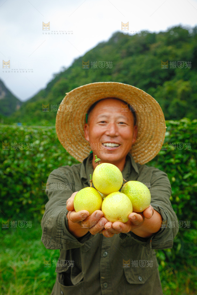百香果采摘