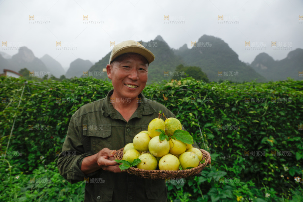 百香果采摘