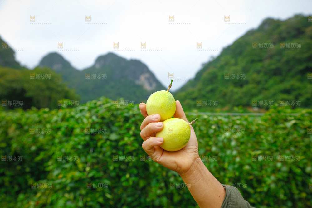 百香果采摘