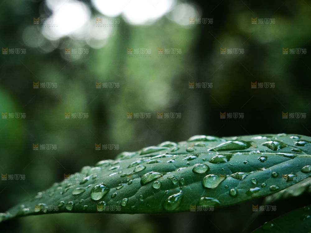 绿叶