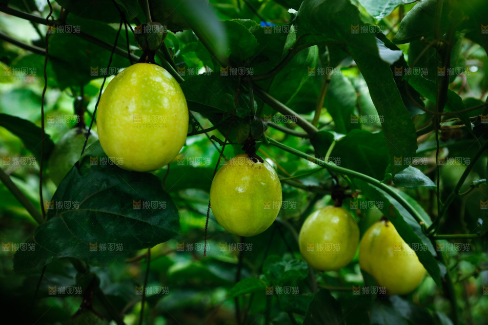 百香果采摘