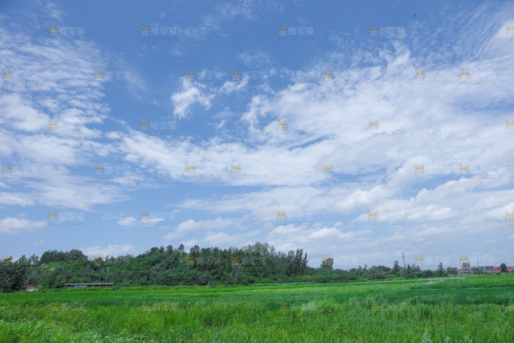 蓝天稻田