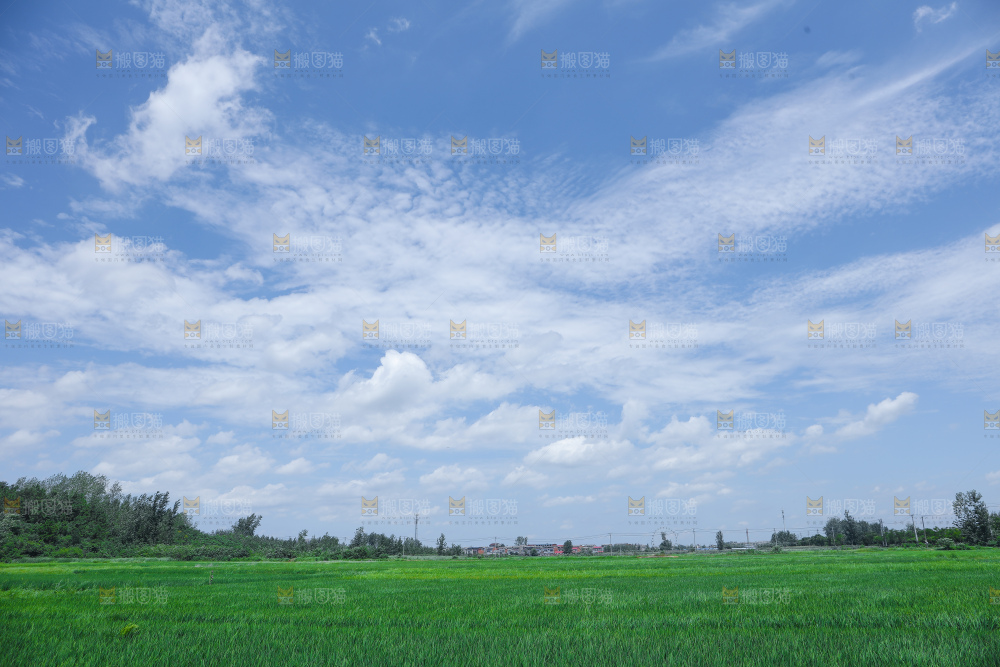 蓝天稻田