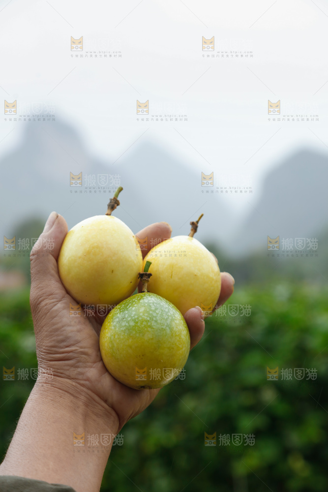 百香果采摘
