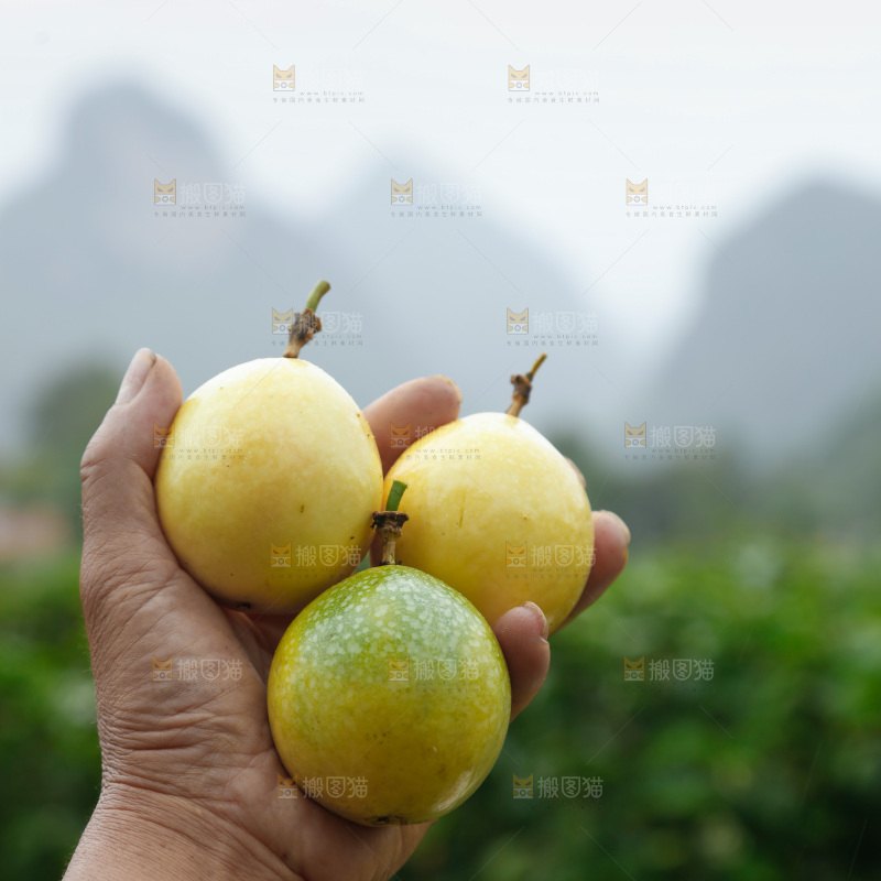 百香果采摘