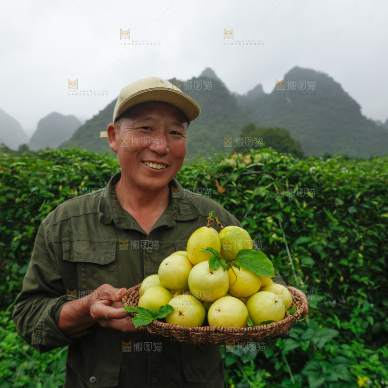 百香果采摘