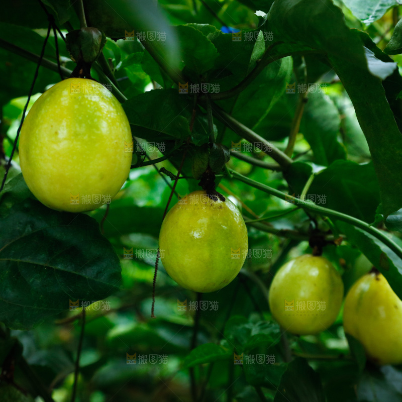 百香果采摘